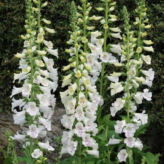 Digitalis purpurea 'Dalmatian White'