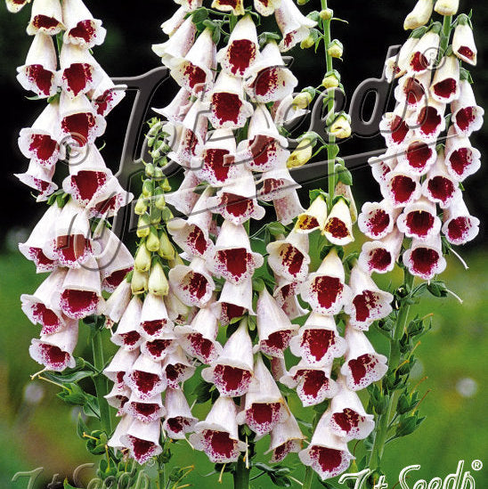 Digitalis purpurea 'Pams Choice'