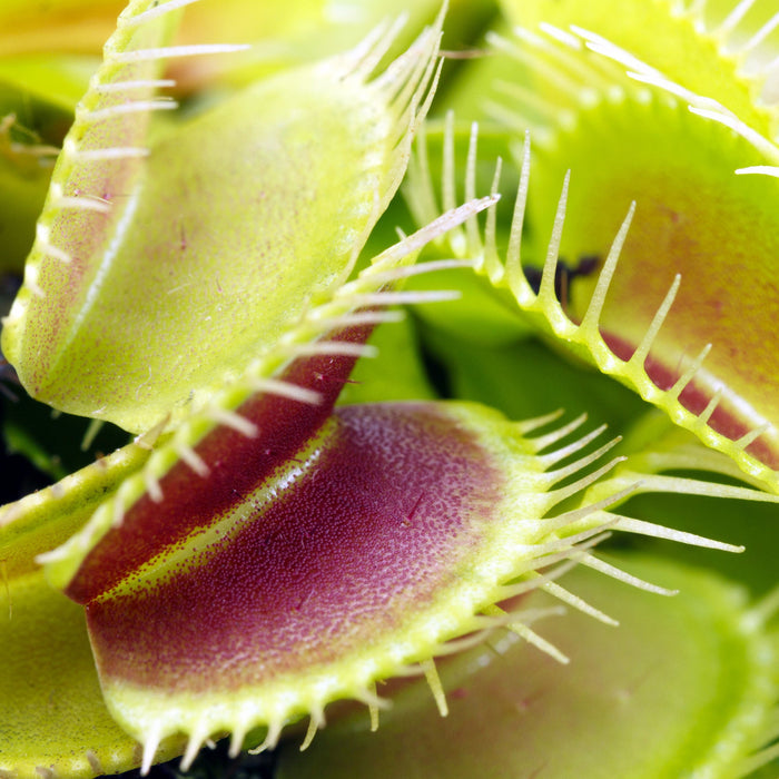 Buy Dionaea muscipula (Venus Fly Trap) online UK