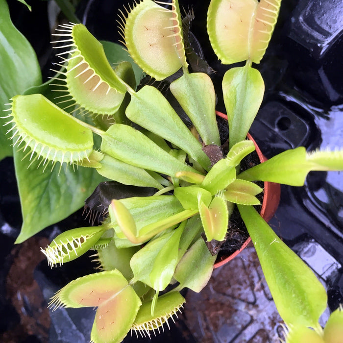 Buy Dionaea muscipula (Venus Fly Trap) online UK