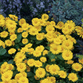 Doronicum orientale 'Leonardo Compact'