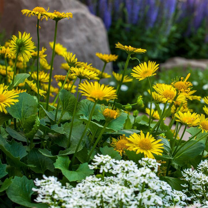 Doronicum orientale 'Leonardo Compact'