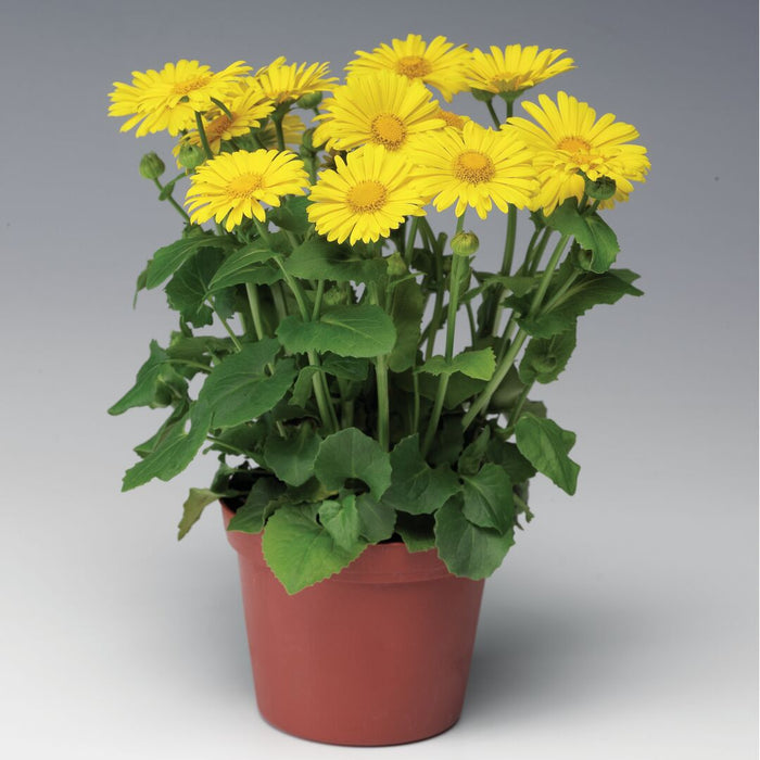 Doronicum orientale 'Leonardo Compact'