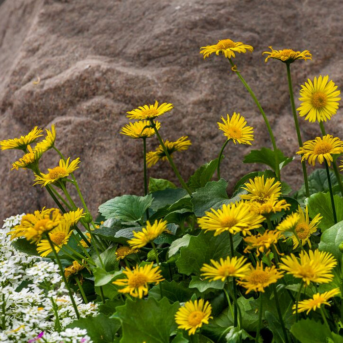 Doronicum orientale 'Leonardo Compact'