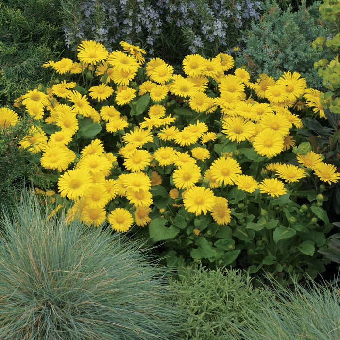 Doronicum orientale 'Leonardo Compact'
