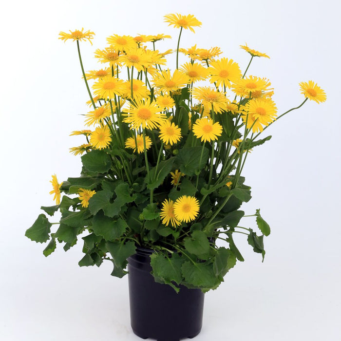 Doronicum orientale 'Leonardo Compact'