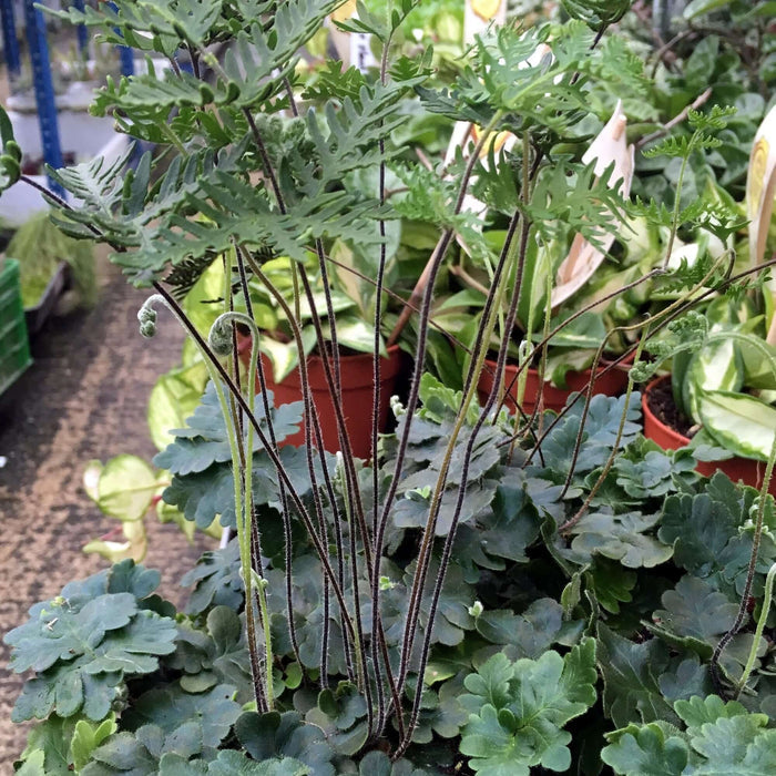 Buy Doryopteris cordata (Antenna Fern) online UK