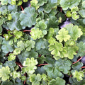 Buy Doryopteris cordata (Antenna Fern) online UK