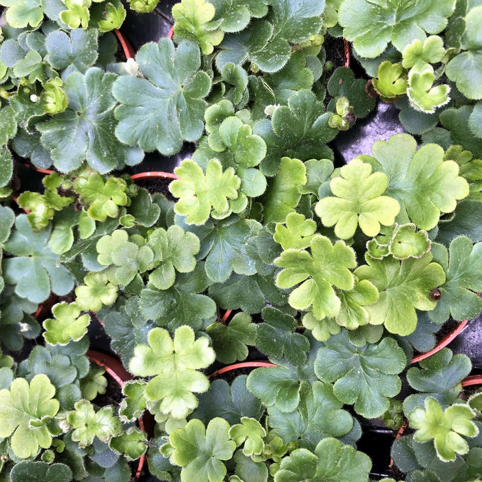 Buy Doryopteris cordata (Antenna Fern) online UK