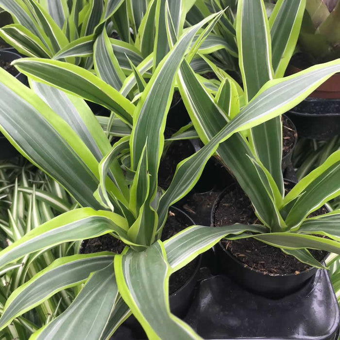 Buy Dracaena fragrans (Dragon Plant) online UK