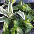 Buy Dracaena fragrans (Dragon Plant) online UK