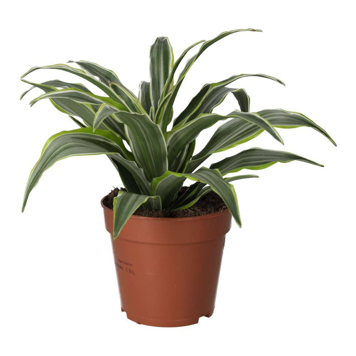 Buy Dracaena fragrans (Dragon Plant) online UK