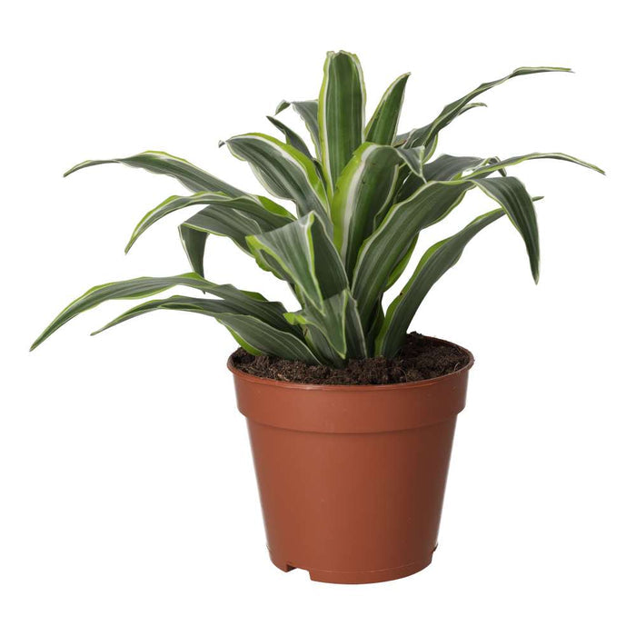 Buy Dracaena fragrans (Dragon Plant) online UK