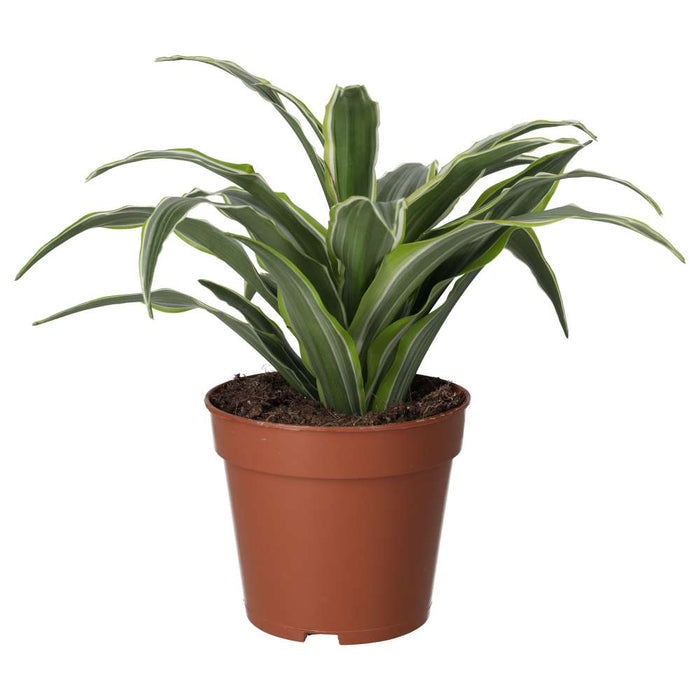 Buy Dracaena fragrans (Dragon Plant) online UK