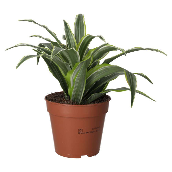 Buy Dracaena fragrans (Dragon Plant) online UK