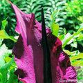 Buy Dracunculus vulgaris (Dragon Arum) Bulbs online UK