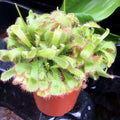 Buy Drosera aliciae (Alice Sundew) online UK
