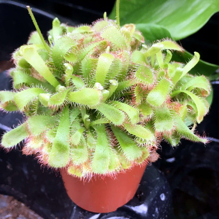 Buy Drosera aliciae (Alice Sundew) online UK