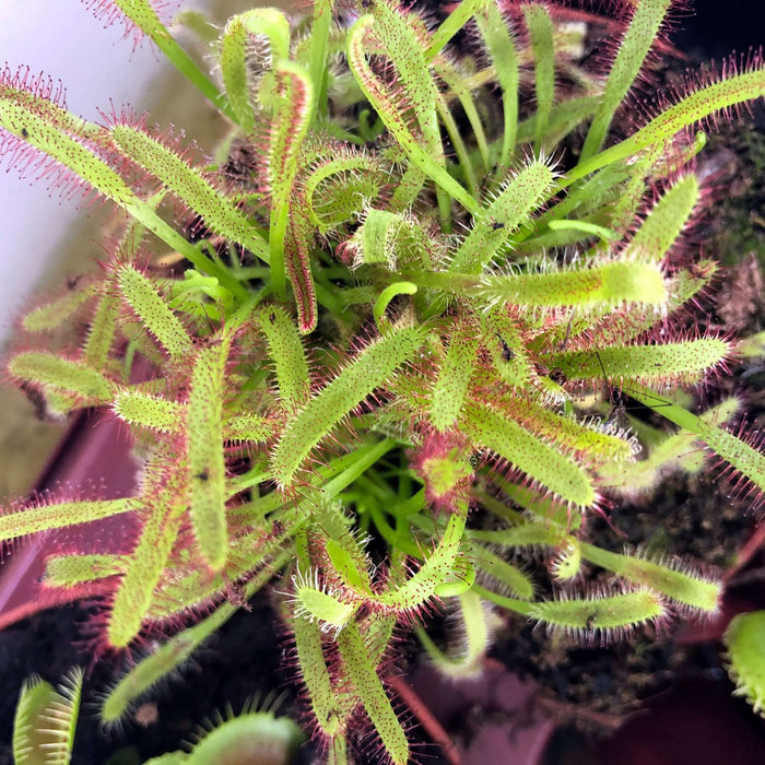 Buy Drosera capensis (Cape Sundew) online UK