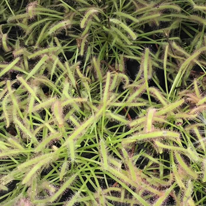 Buy Drosera capensis (Cape Sundew) online UK
