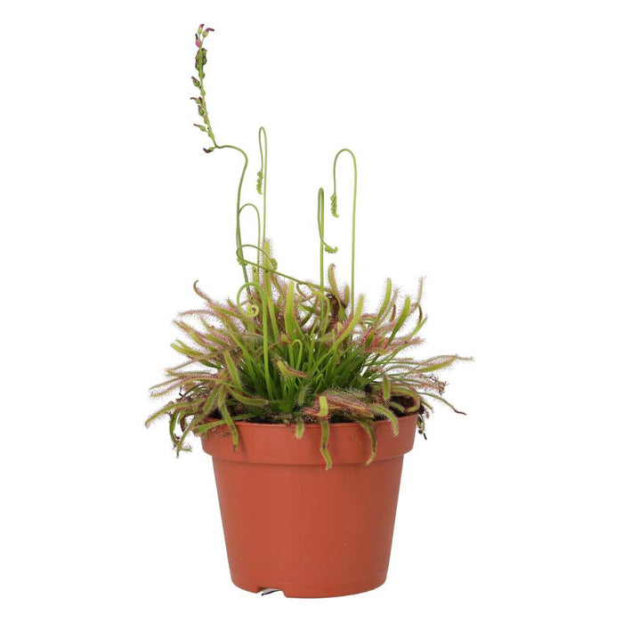 Buy Drosera capensis (Cape Sundew) online UK
