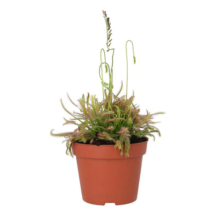 Buy Drosera capensis (Cape Sundew) online UK