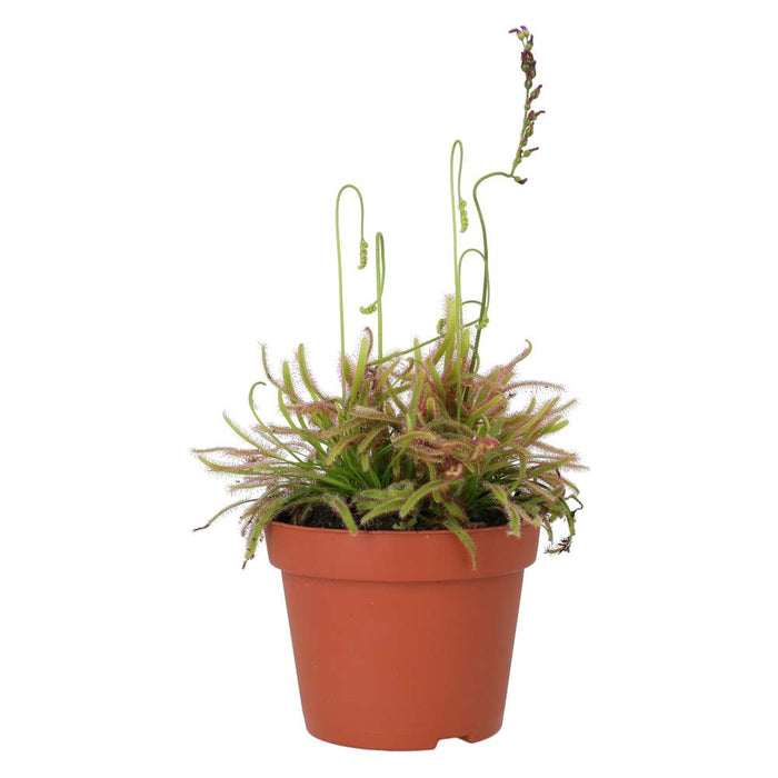Buy Drosera capensis (Cape Sundew) online UK