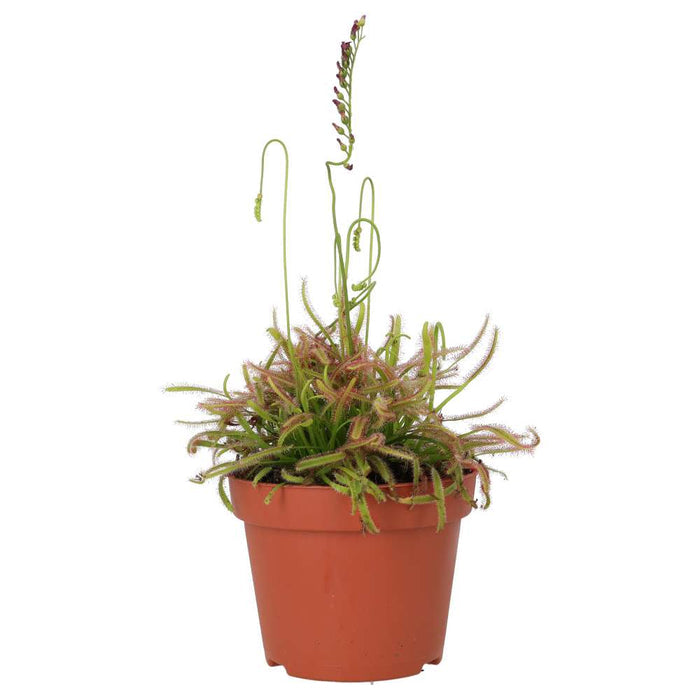 Buy Drosera capensis (Cape Sundew) online UK