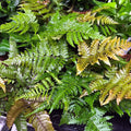 Buy Dryopteris erythrosora (Autumn Fern) online UK