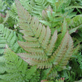 Buy Dryopteris erythrosora (Japanese Wood Fern) online UK
