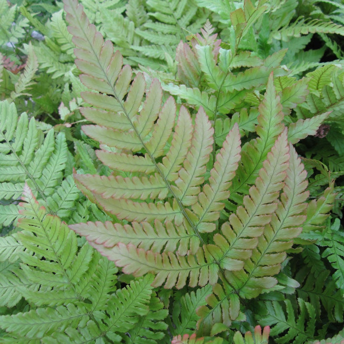 Buy Dryopteris erythrosora (Japanese Wood Fern) online UK