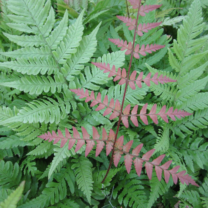 Buy Dryopteris erythrosora (Japanese Wood Fern) online UK