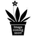 Buy Iris hoogiana (Aril Iris) Bulbs online UK