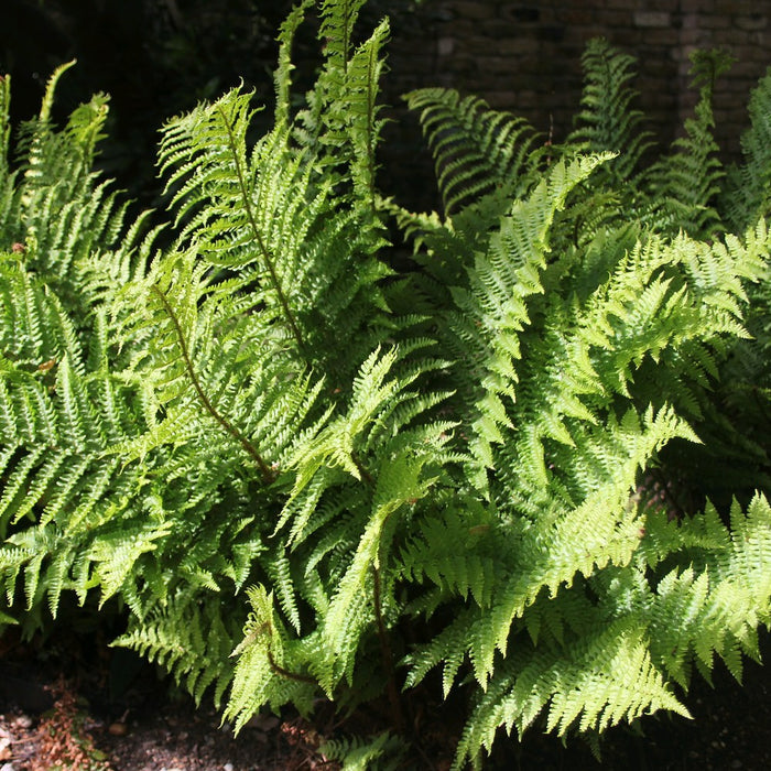 Buy Dryopteris filix-mas (Male Fern) online UK