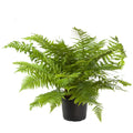 Buy Dryopteris filix-mas (Male Fern) online UK