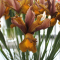 Buy Iris 'Autumn Princess' (Dutch) Bulbs online UK