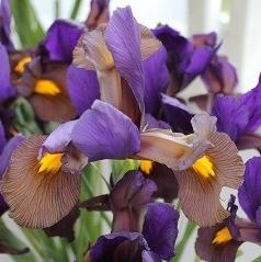 Buy Iris 'Eye of the Tiger' (Dutch) Bulbs online UK
