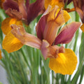 Buy Iris 'Lion King' (Dutch) Bulbs online UK