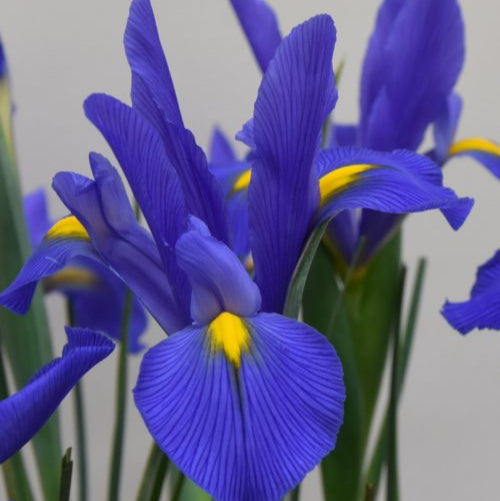 Buy Iris 'Mickey Ocean' Bulbs online UK