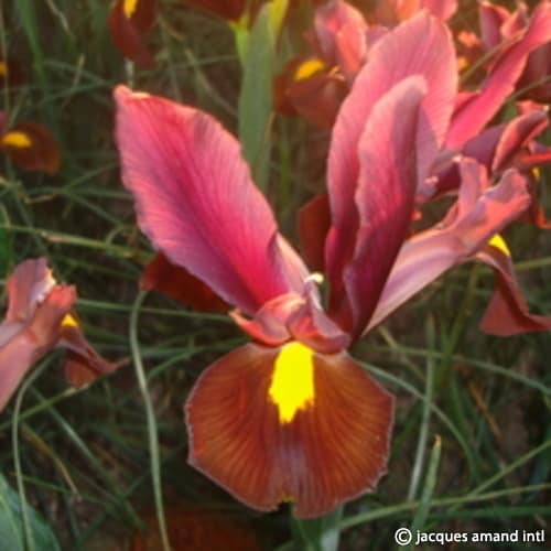 Buy Iris 'Red Ember' (Dutch) Bulbs online UK