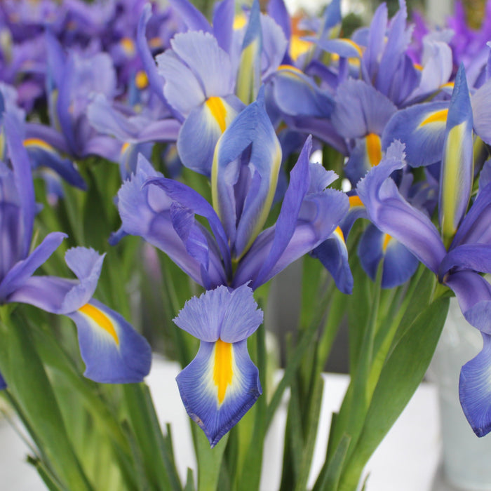 Buy Iris 'Sapphire Beauty' Bulbs online UK