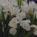 Buy Iris 'White Van Vliet' Bulbs online UK