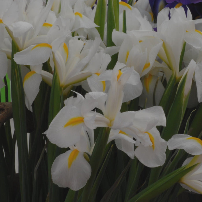 Buy Iris 'White Van Vliet' Bulbs online UK
