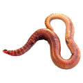 Buy Earthwoms (Dendrobaena) online UK