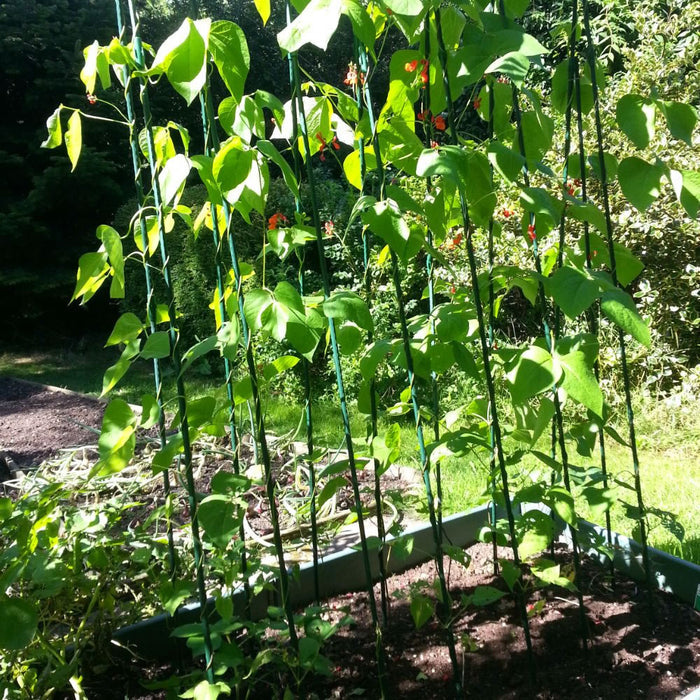 Buy Easy Grow Runner Bean Frame & Climbing Plant Support Trellis online UK