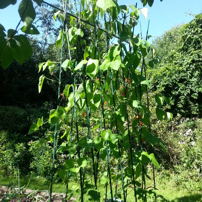 Buy Easy Grow Runner Bean Frame & Climbing Plant Support Trellis online UK