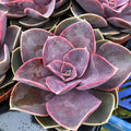 Buy Echeveria - Purple online UK