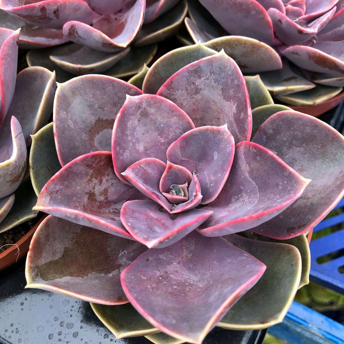 Buy Echeveria - Purple online UK