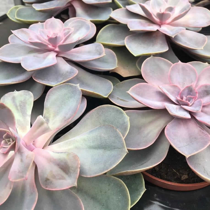 Buy Echeveria - Purple online UK