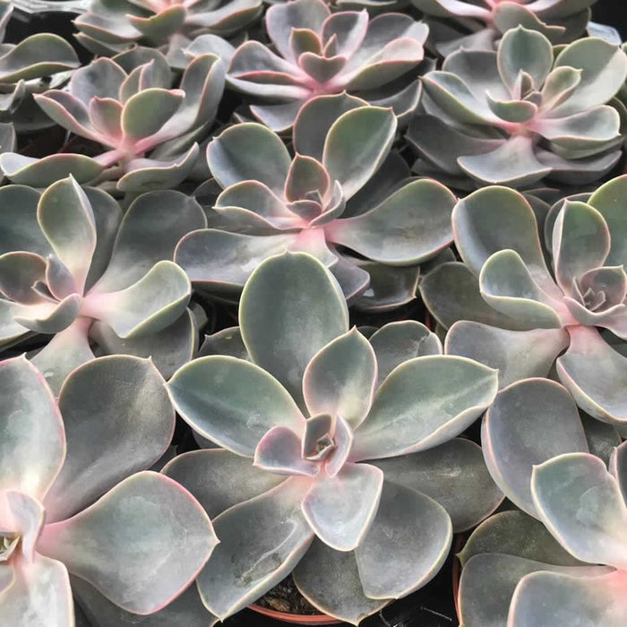 Buy Echeveria - Purple online UK